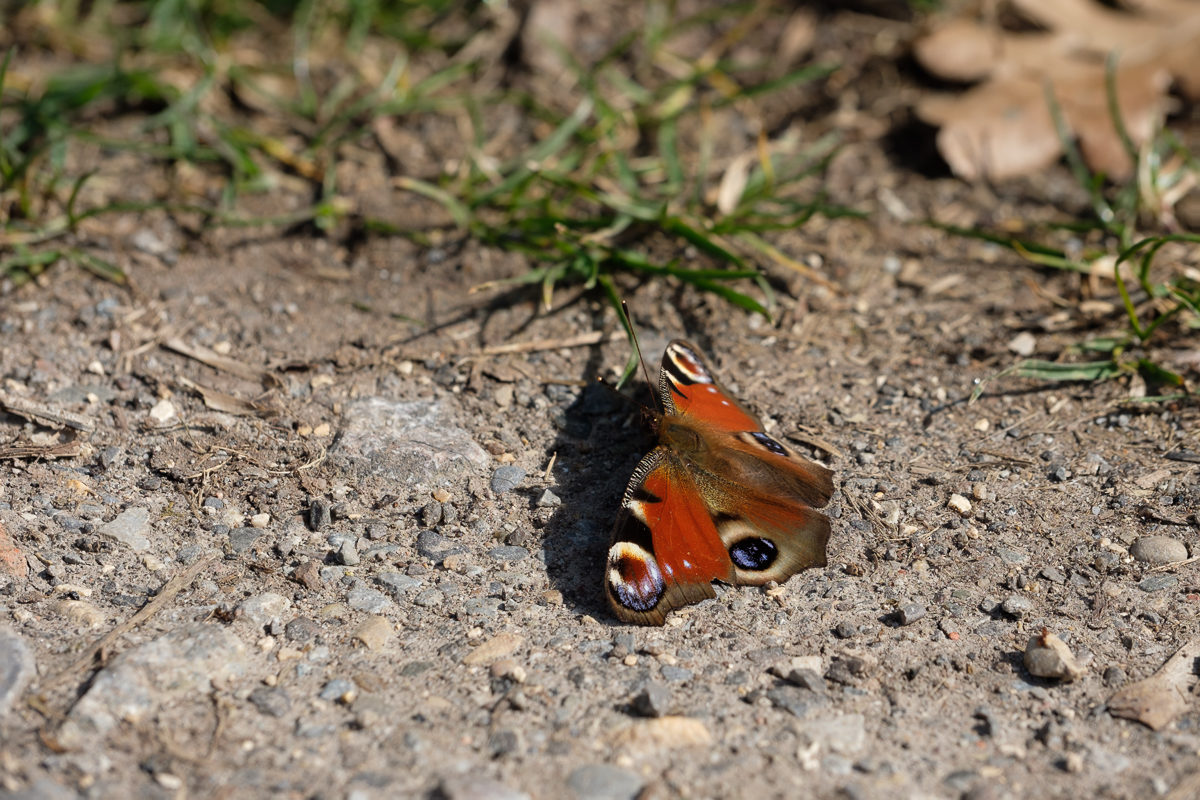 Tagpfauenauge mit XF 80 mm