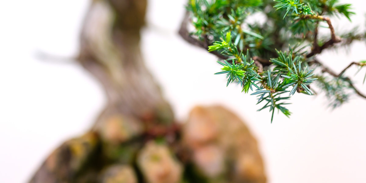 Nahaufnahme Wacholder-Bonsai mit XF 90mm Blende 2,0