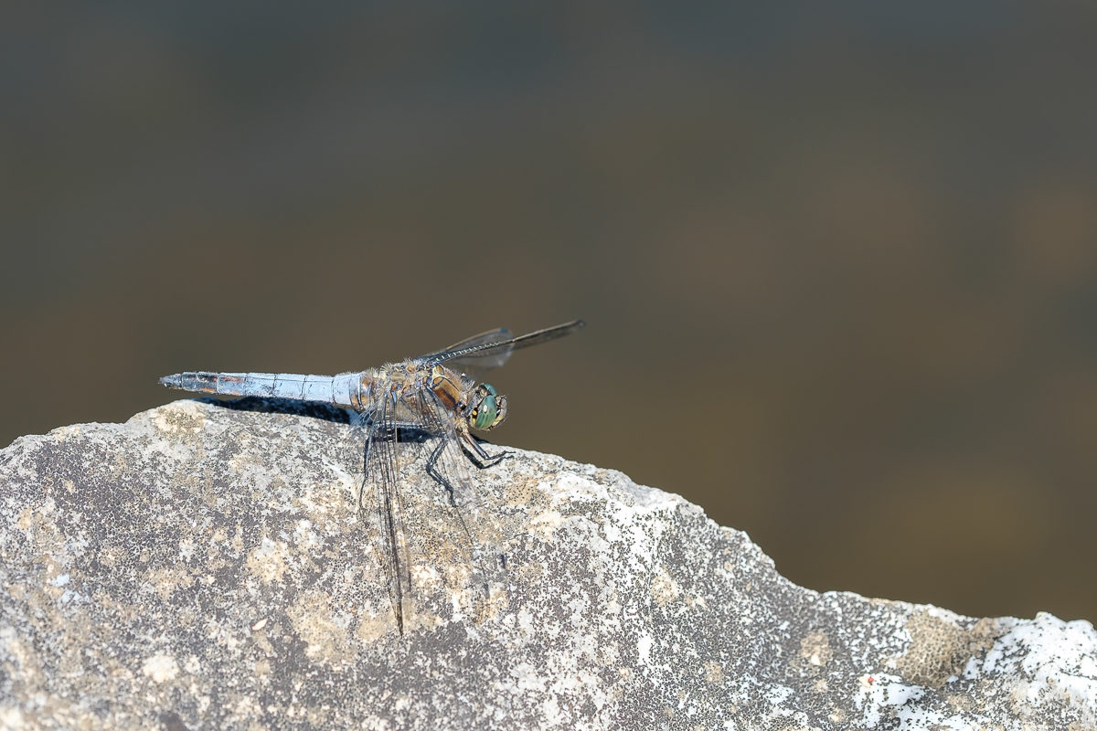 Großlibelle Großer Blaupfeil (Orhetrum cancellatum) mit XF 90mm Blende 4,5