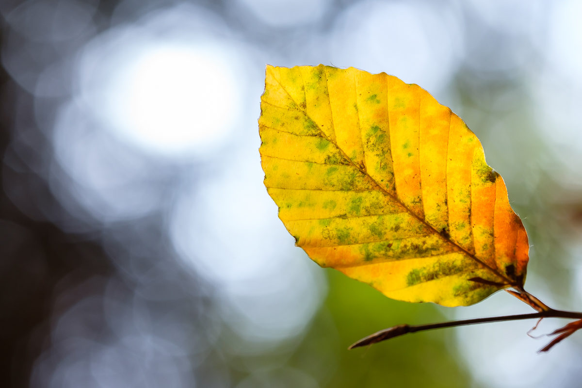 Buchenblatt im Herbst mit XF 90mm Blende 3,6