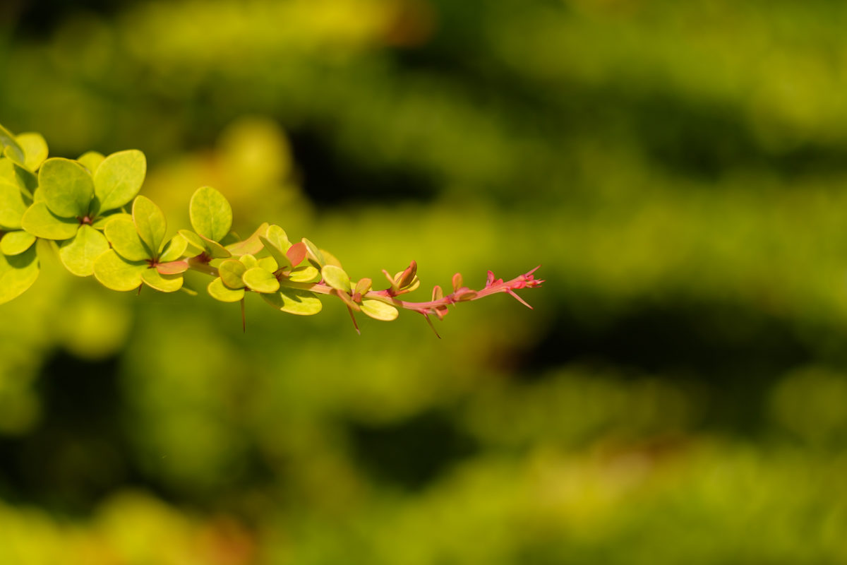 Zweig einer Berberitze mit Helios 44-2 - 58 mm