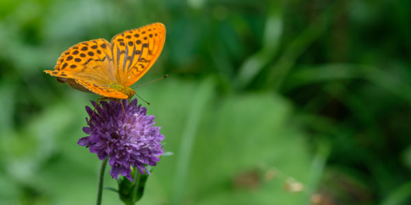 Schmetterling orange Permuttfalter (Argynnis)