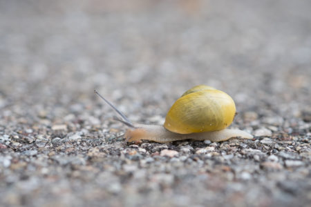 Schnecke mit Schneckengehäuse