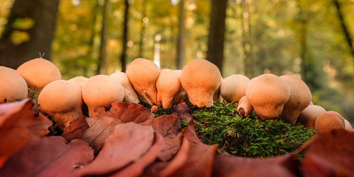 Birnenstäubling (Lycoperdon pyriforme)