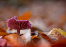 Focus Stacking mit der Fuji X-T2