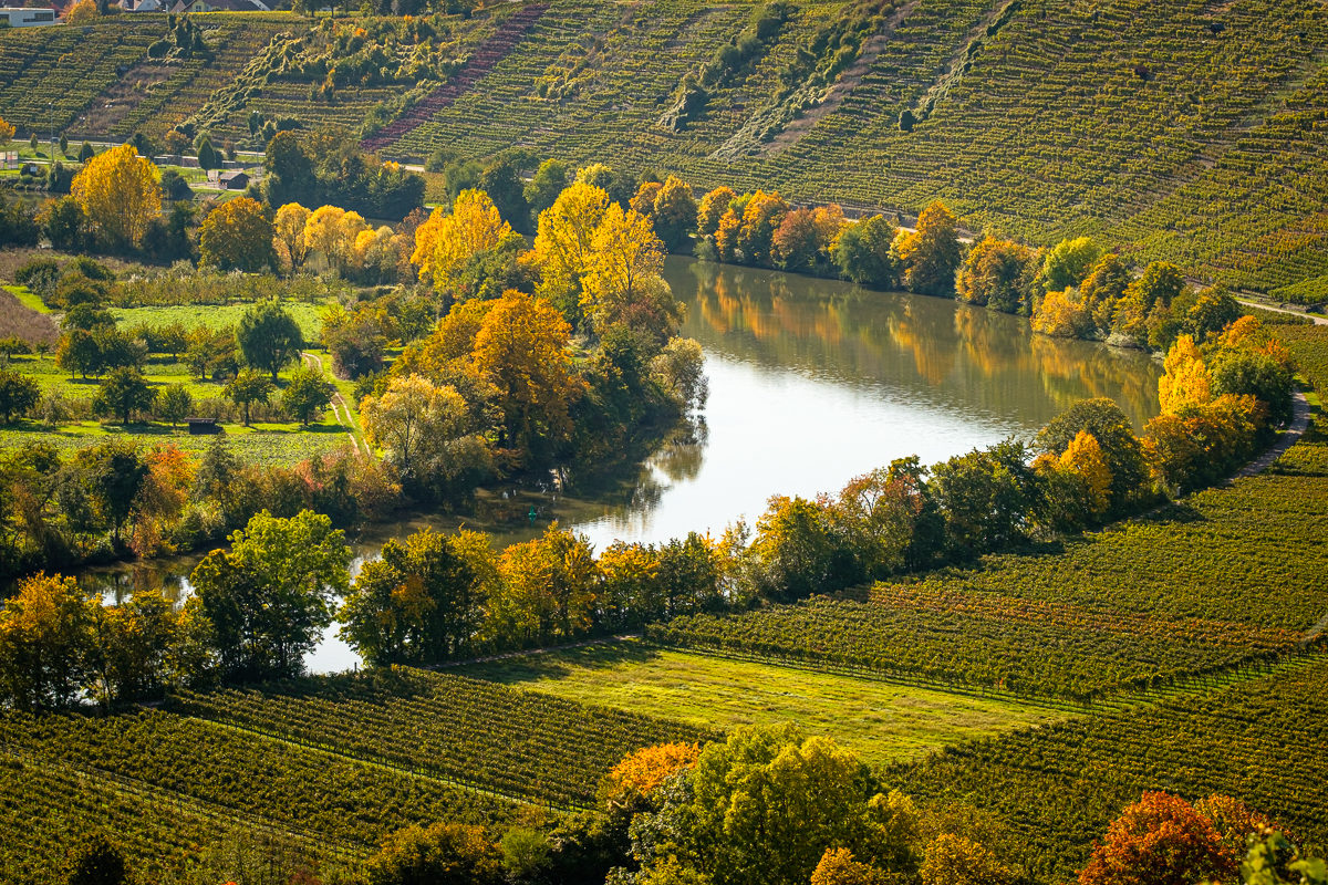Neckar und Weinberge im Herbst