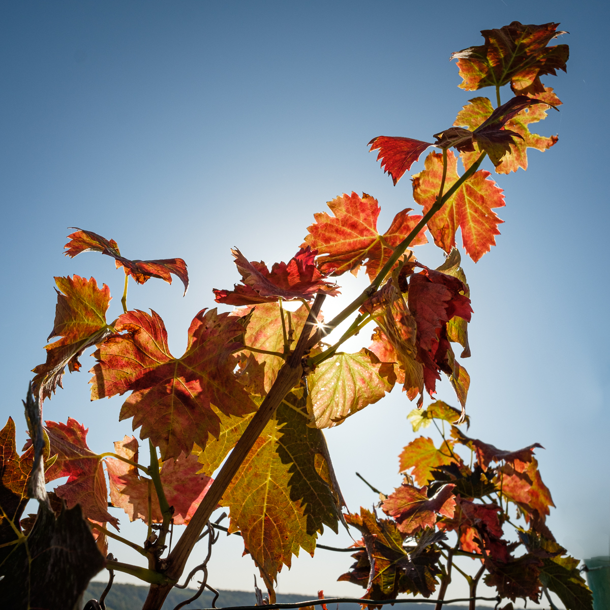 Weinblaub im Gegenlicht