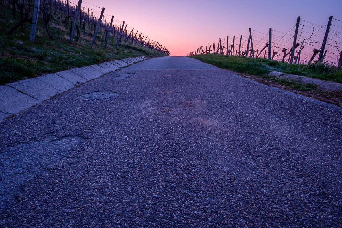 Morgendämmerung im Weinberg