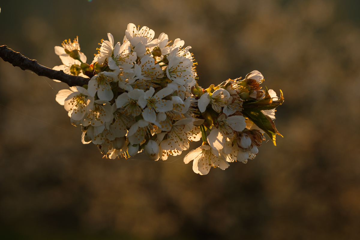 Kirschblüte im Morgenlicht