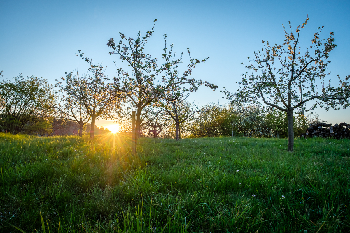 Sonnenaufgang zwischen blühenden Apfelbäumen
