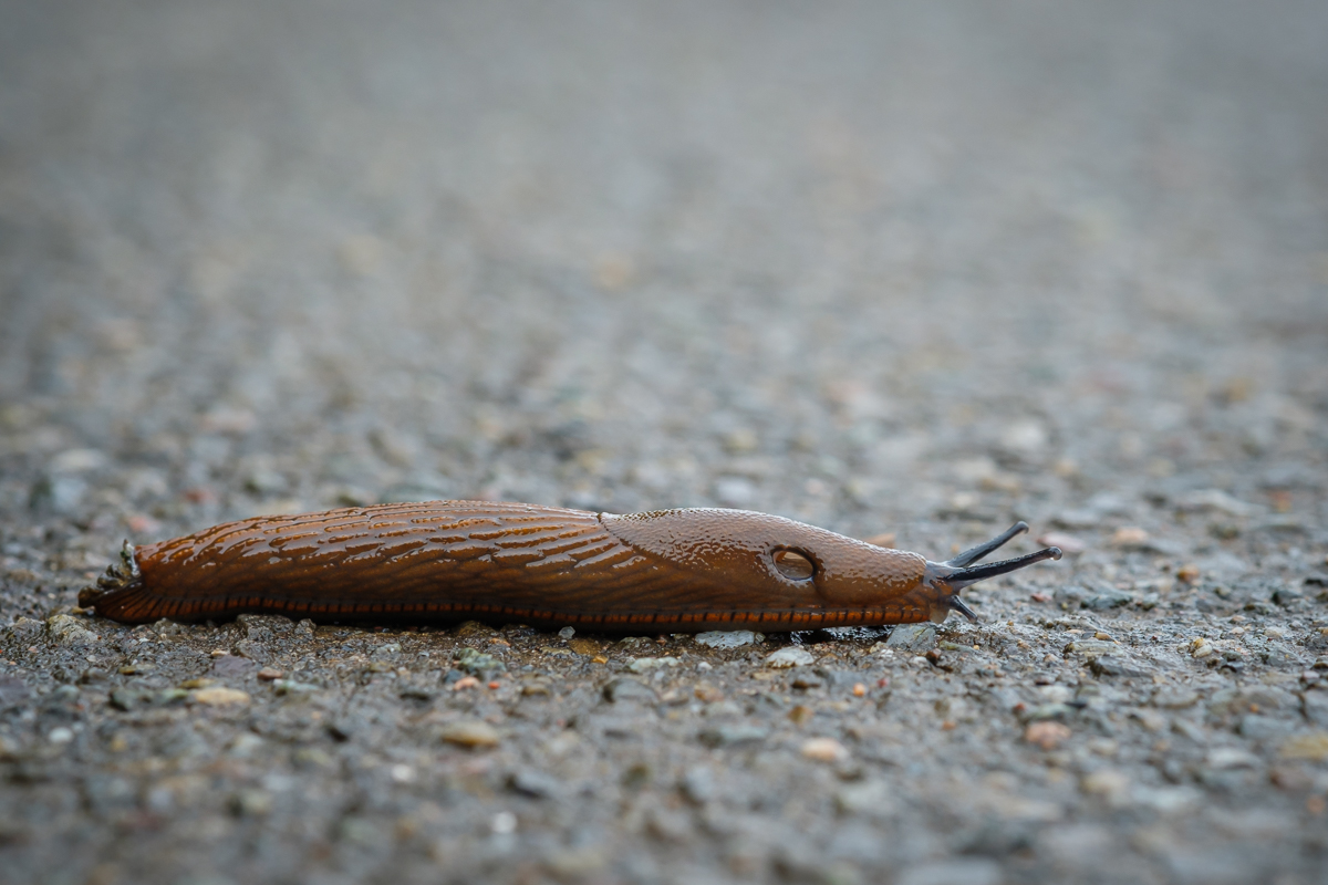 Spanische Wegschnecke (Arion vulgaris)