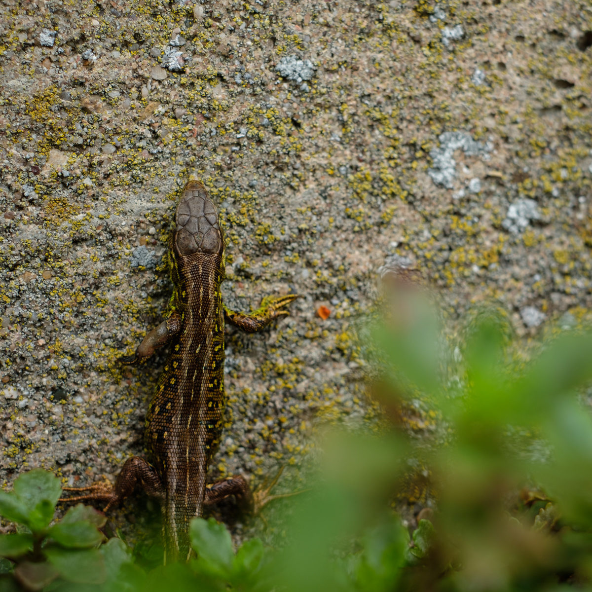 Junge Zauneidechse (Lacerta agilis)