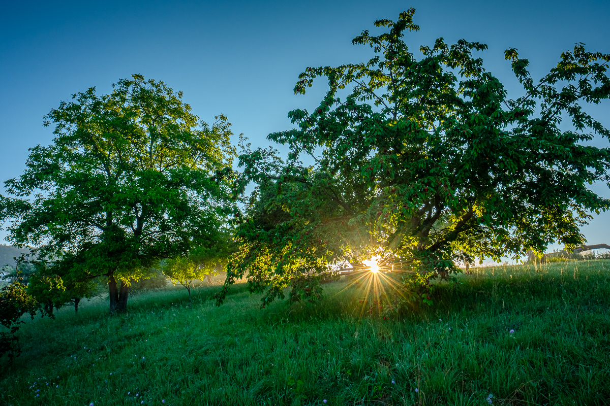 Kirschbäume in der Morgensonne