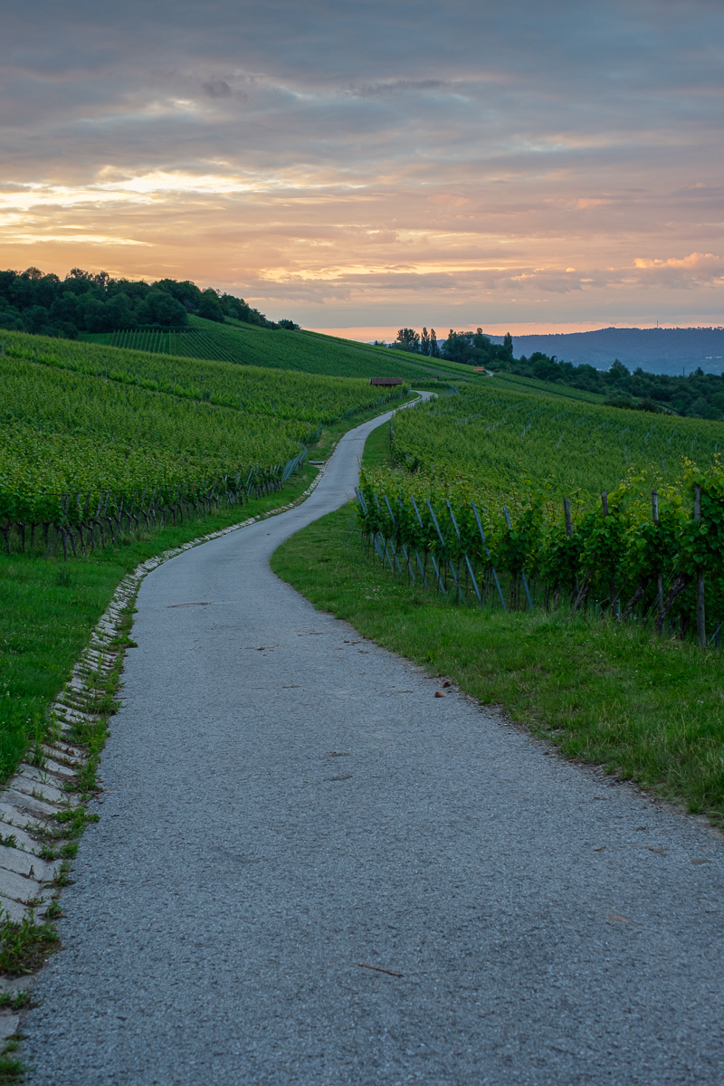 Strasse im Weinberg in Morgendämmerung