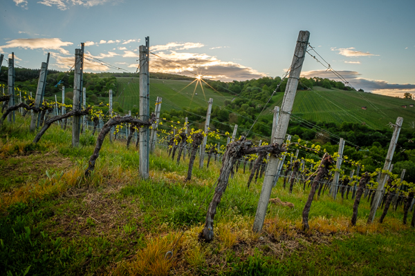 Weinberg mit Blendenstern des NISI 15 mm