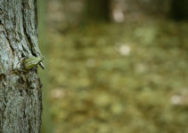 Fotowalk im Wald – Makrofotos