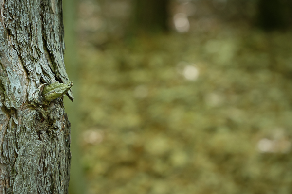 Baumrinde im Wald