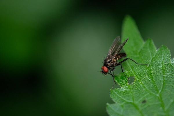 Fleischfliege