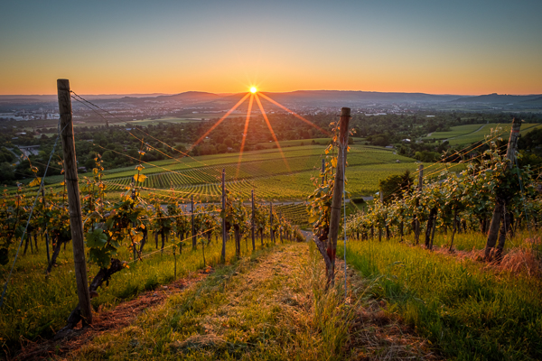 Sonnenaufgang im Weinberg mit dem NISI 15 mm 4,0