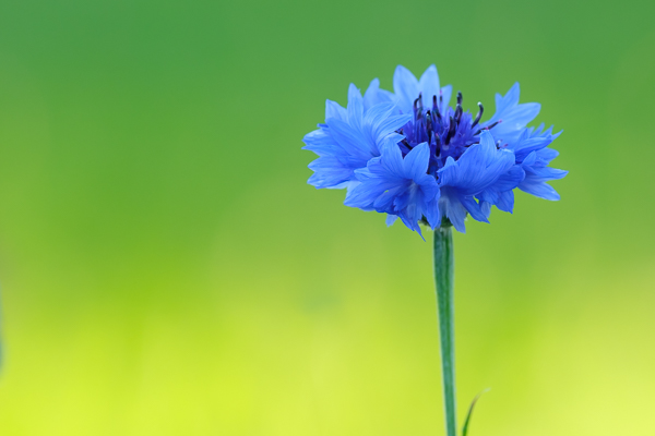 Kornblume - XF 70-300mm - 300mm - 1/105 sec - Blende 8