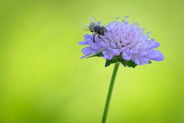 Biene - XF 75-300mm - 214mm - 1/500 sec - Blende 6,4