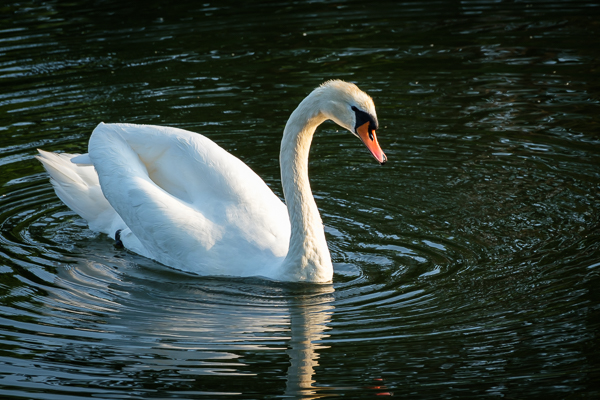 Schwan - XF 70-300mm - 184mm - 1/280 sec - Blende 8