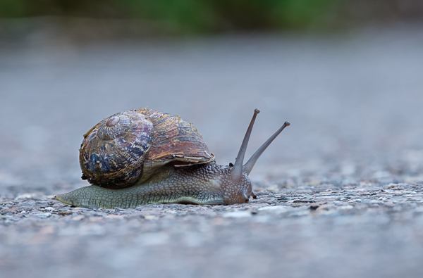 Weinbergschnecke - XF 70-300mm - 206mm - 1/70 sec - Blende 8 - Focus Stacking 10 Bilder