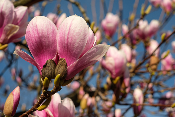 Magnolienblüte