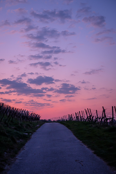 Morgendämmerung im Weinberg