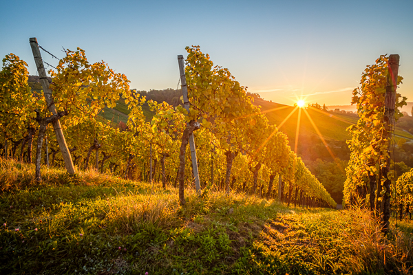 Sonnenstern im Weinberg