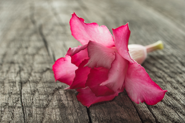 Minimalistische Fotografie - Blüte als Hoffnungsschimmer