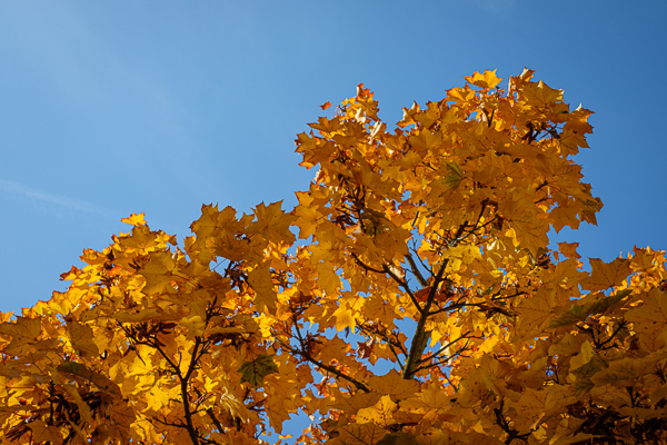 Herbstfärbung