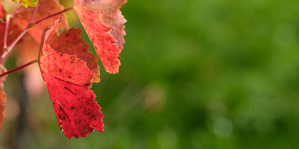 Weinlaub in roter Herbstfärbung
