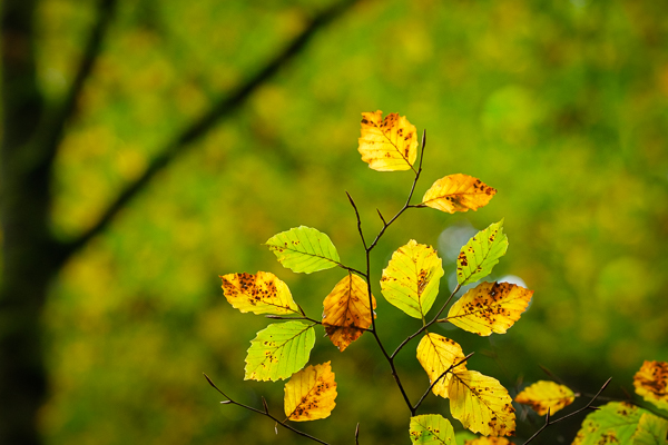 Buchenlaub in Herbstfärbung