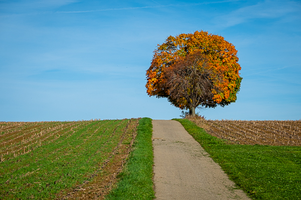 Ahornbaum im Herbst