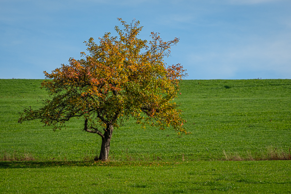 Obstbaum in Herbstfärbung