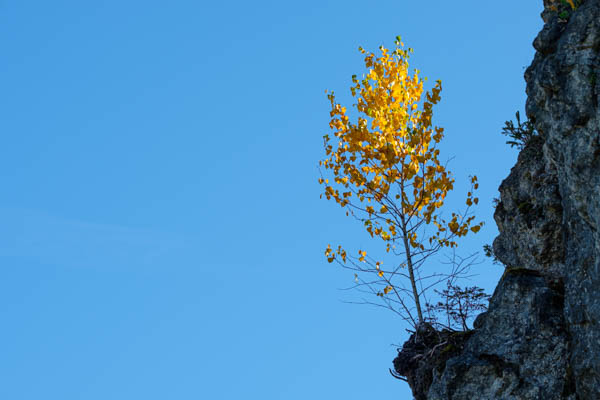 Baum im gelber Herbstfärbung an einem Felsen