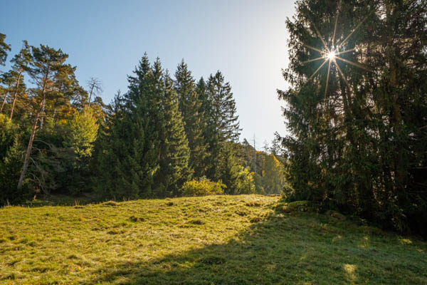 Nadelbäume im Gegenlicht mit Sonnenstern