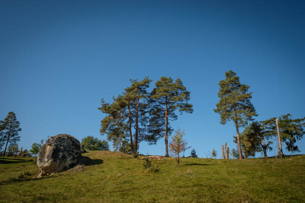 Felsen und knorrige Bäume